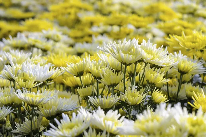 Framed Print : Chrysanthemum Morifolium flowers garden on Doi Inthanon mountain in Chiang Mai province of Thailand