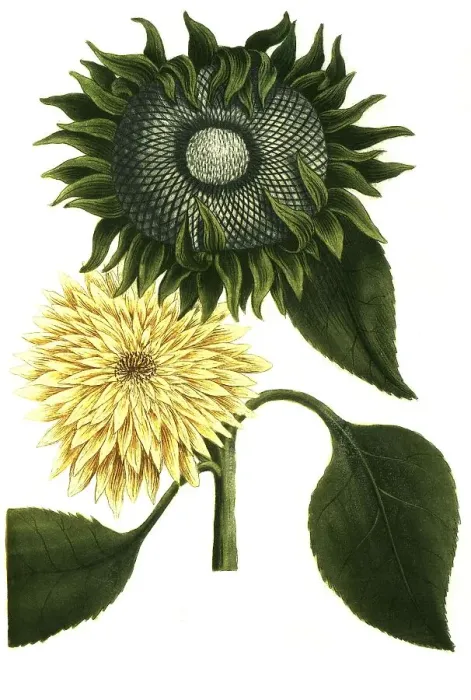 Framed Print : Chrysanthemum peruvianum, Sunflower (Helianthus annuus)
