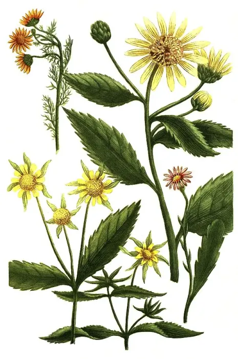 Framed Print : Chrysanthemum, species of plant (Compositae) in the genus Chrysanthemum Framed Print : Chrysanthemum, species of plant (Compositae) in the genus Chrysanthemum