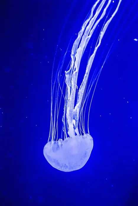 Framed Print : Chrysaora fuscescens is a common free-floating scyphozoa that lives in the Pacific Ocean