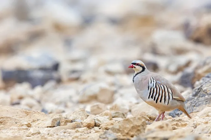 Framed Print : Chukar chicken, Chukar stone chicken Framed Print : Chukar chicken, Chukar stone chicken