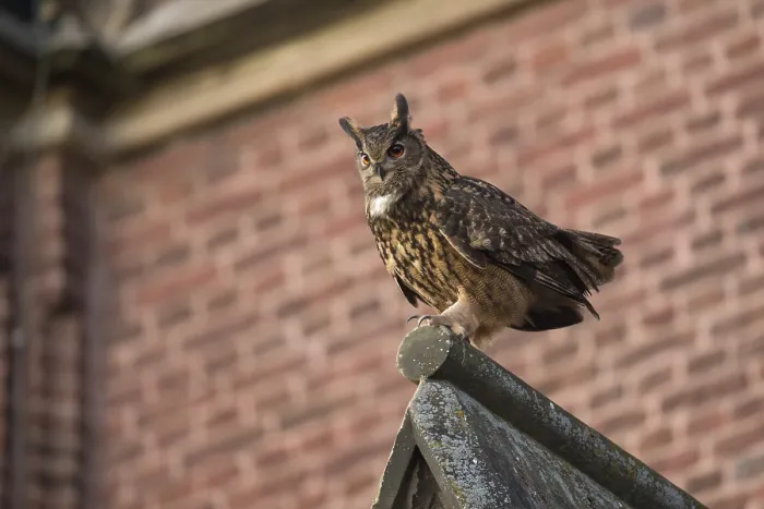 Framed Print : Church eagle owl... European Eagle Owl (Bubo bubo)