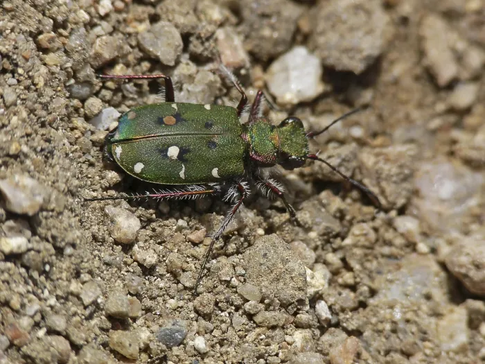 Framed Print : Cicindela campestris, field sandground beetle