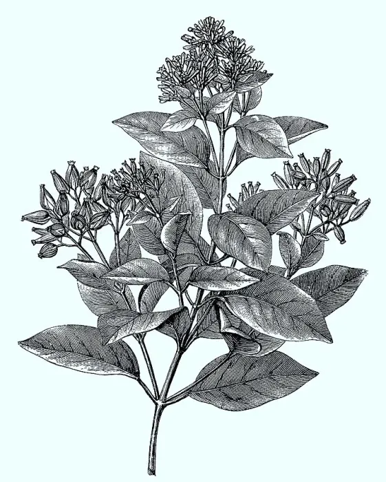 Framed Print : Cinchona, Cinchona lanvifolia, single branch