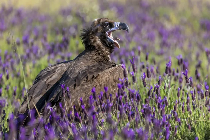 Framed Print : Cinereous vulture (Aegypius monachus)