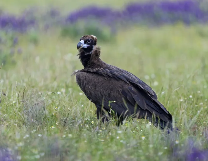 Framed Print : Cinereous vulture (Aegypius monachus)