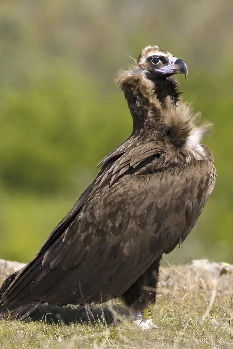 Framed Print : Cinereous Vulture (Aegypius monachus)