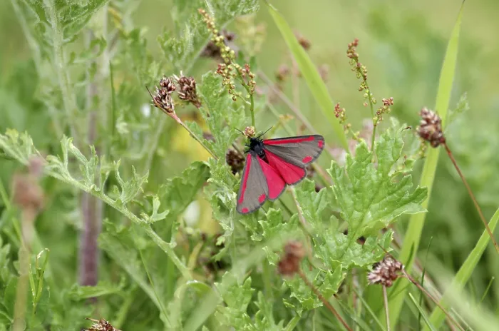 Framed Print : Cinnabar moth (Tyria jacobaeae) Framed Print : Cinnabar moth (Tyria jacobaeae)
