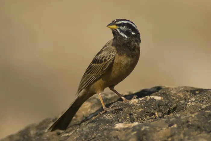 Framed Print : Cinnamon-breasted Bunting (Emberiza tahapisi)