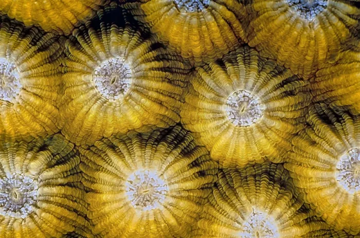 Framed Print : Circular patterns of yellow corals that form a repeated shape Framed Print : Circular patterns of yellow corals that form a repeated shape