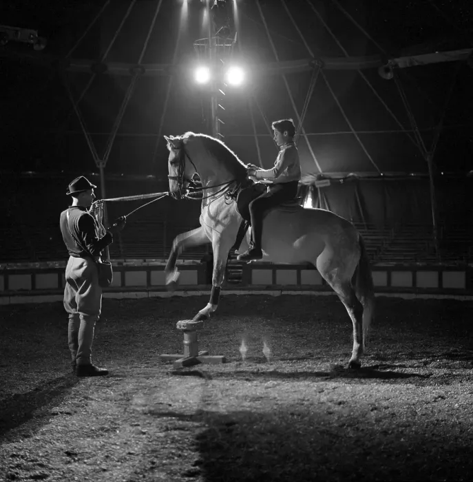 Framed Print : Circus in the 1960s. A horse circus act is being practised inside the circus tent Framed Print : Circus in the 1960s. A horse circus act is being practised inside the circus tent