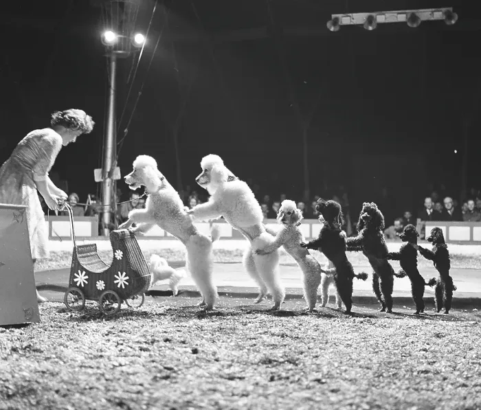 Framed Print : Circus in the 1960s. A woman dog trainer is performing her show together with a group of very well trained poodels