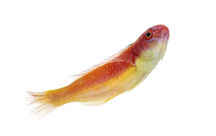 Framed Print : Cirrhilabrus bathyphilus fish showing bright red and yellow coloring against a clean background