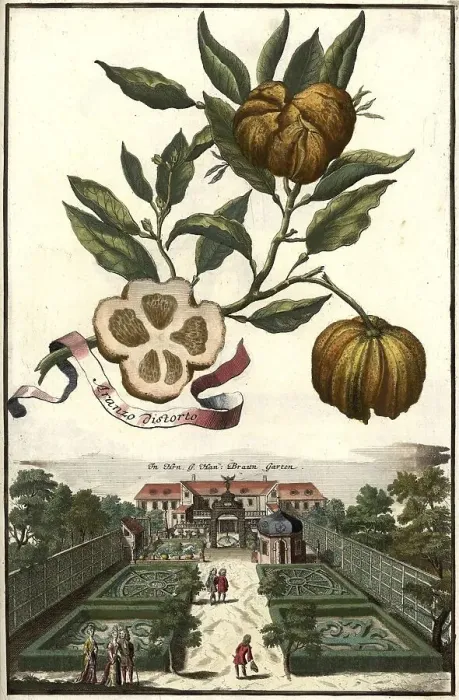 Framed Print : Citrus fruit, Aranza distorto and manor house G Framed Print : Citrus fruit, Aranza distorto and manor house G