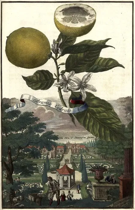Framed Print : Citrus fruit, Aranzo Cedrato and the Schmaussen Garden