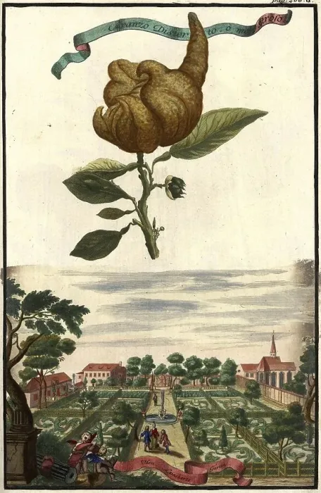 Framed Print : Citrus fruit, Aranzo distorto monstroso and garden of Herr Leinckert