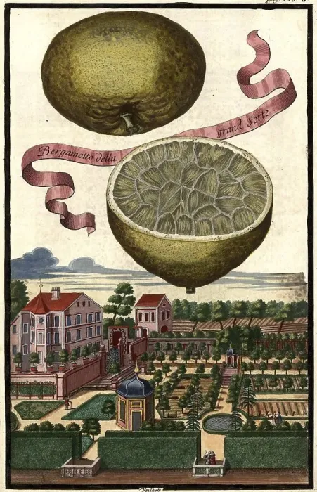 Framed Print : Citrus fruit, Bergamotto della grand sorte and Veillhof