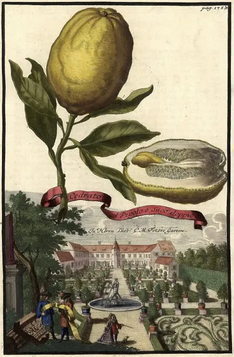 Framed Print : Citrus fruit, Cedrato col Pigolo e Sugo doppio Framed Print : Citrus fruit, Cedrato col Pigolo e Sugo doppio