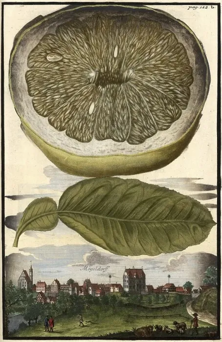 Framed Print : Citrus fruit, lemon and Moegeldorf