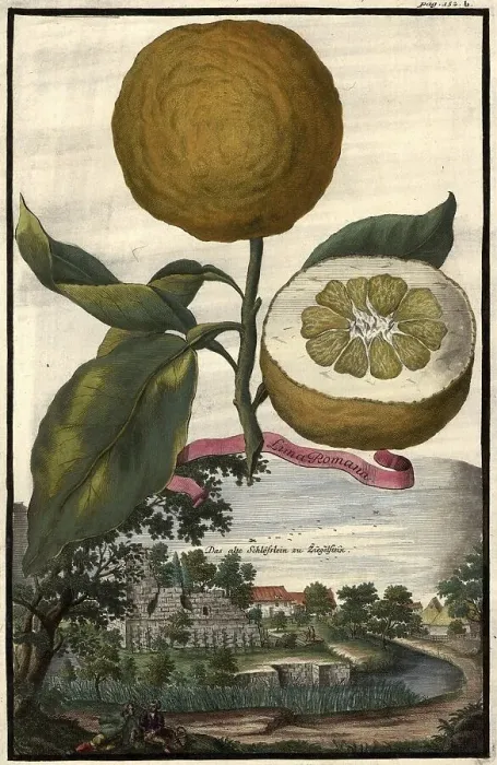 Framed Print : Citrus fruit, Lima romana and the castle of Ziegelstein Framed Print : Citrus fruit, Lima romana and the castle of Ziegelstein