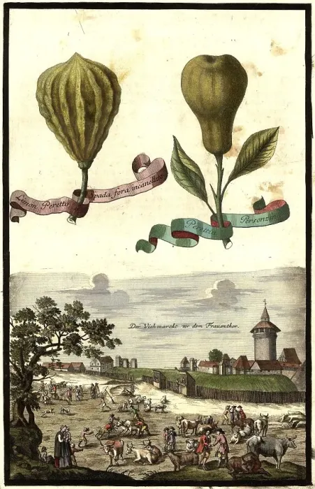 Framed Print : Citrus fruit, Limon peretto spada fora incanellato and Perettin personzin Framed Print : Citrus fruit, Limon peretto spada fora incanellato and Perettin personzin