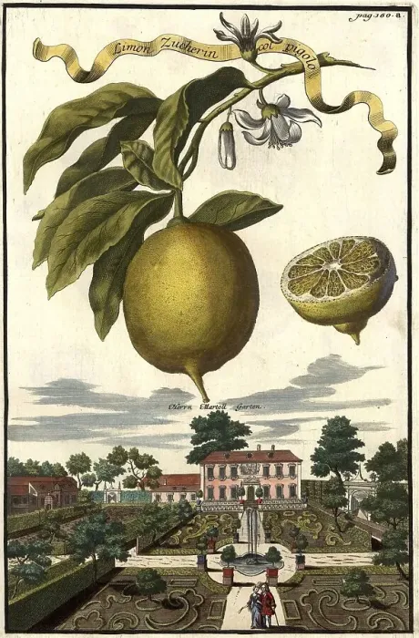 Framed Print : Citrus fruit, Limon Zucherin col pigolo und Garten des Herrn Martell