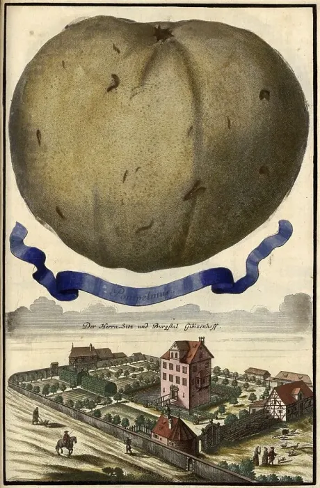 Framed Print : Citrus Fruit, Pompelmus and Castle Gibizenhof Framed Print : Citrus Fruit, Pompelmus and Castle Gibizenhof
