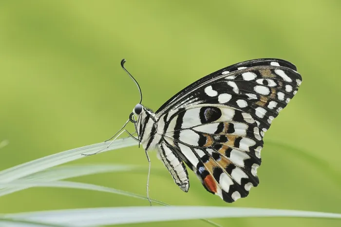 Framed Print : Citrus Swallowtail or Chequered Swallowtail (Papilio demoleus) Framed Print : Citrus Swallowtail or Chequered Swallowtail (Papilio demoleus)