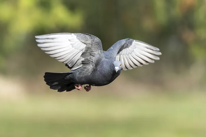 Framed Print : City dove (Columba livia forma domestica) in flight