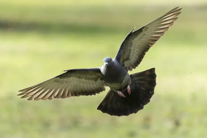 Framed Print : City dove (Columba livia forma domestica) in flight