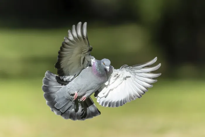Framed Print : City dove (Columba livia forma domestica) in flight Framed Print : City dove (Columba livia forma domestica) in flight