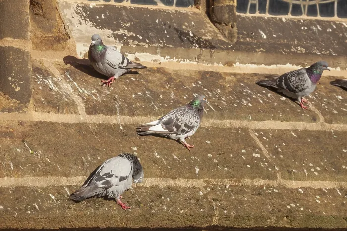 Framed Print : City pigeons or street pigeons (Columba livia forma domestica) sat on a sandstone church wall