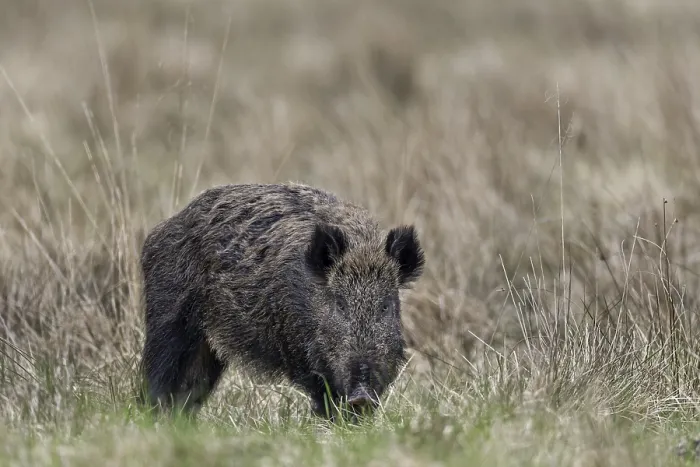 Framed Print : It is often claimed that the sense of sight of the wild boar (Sus scrofa) is not particularly pronounced