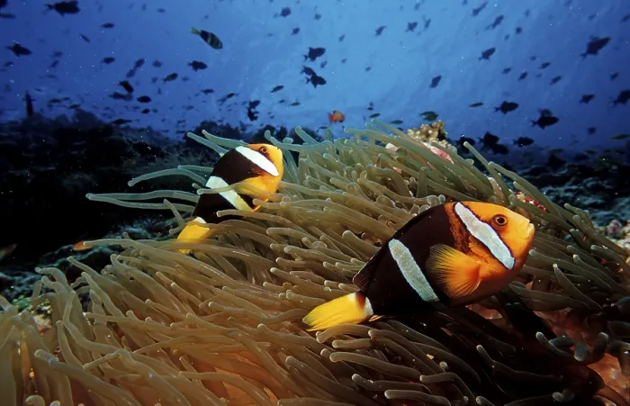 Framed Print : Clark's anemonefish, Amphiprion clarkii Framed Print : Clark's anemonefish, Amphiprion clarkii