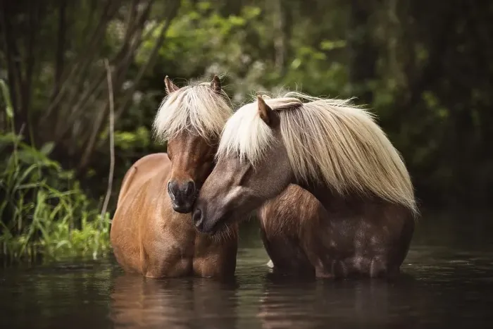 Framed Print : Two Classic Ponys (Equus) standing in the water and gently touching each other Framed Print : Two Classic Ponys (Equus) standing in the water and gently touching each other