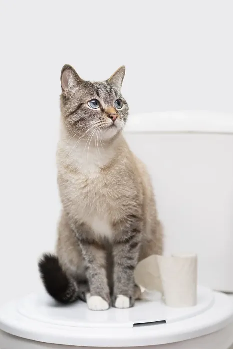 Framed Print : Cleanly cat sitting on the toilet lid next to toilet paper Framed Print : Cleanly cat sitting on the toilet lid next to toilet paper