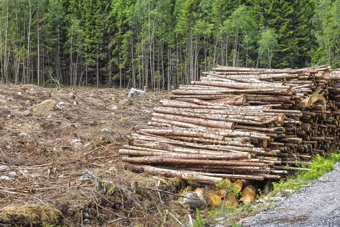Framed Print : Clear cut forest area with a large stack of cut logs beside a landscape of tree stumps Framed Print : Clear cut forest area with a large stack of cut logs beside a landscape of tree stumps