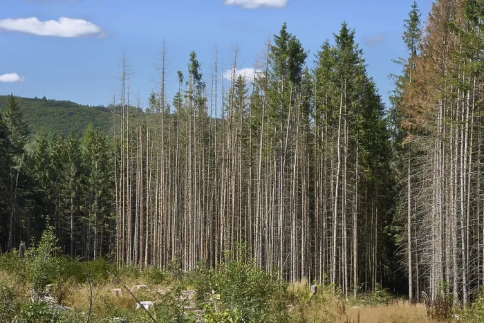 Framed Print : Clear-cutting in front of dead and severely damaged spruce trees