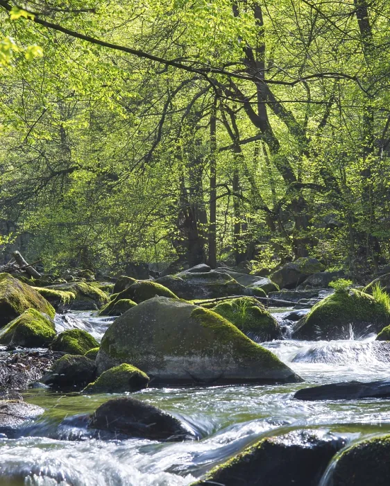 Framed Print : A clear forest river with lush green foliage and sunlight shining through the trees