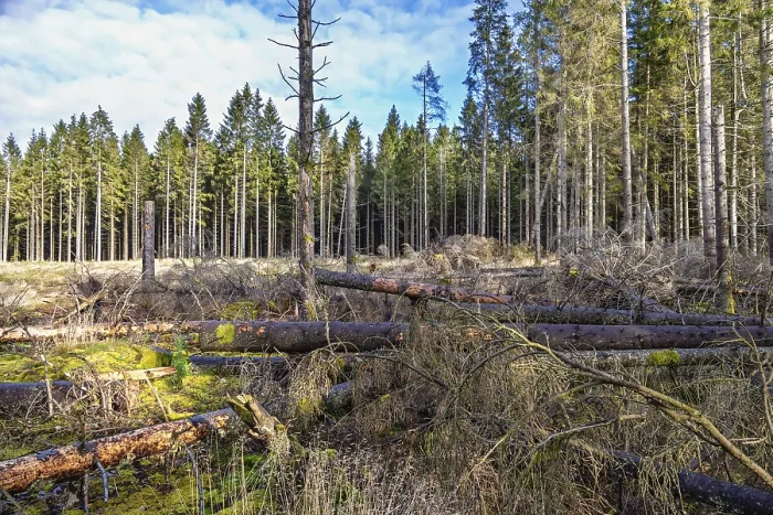Framed Print : Clearcutting in a coniferous forest with blown down spruce trees at the forest edge Framed Print : Clearcutting in a coniferous forest with blown down spruce trees at the forest edge