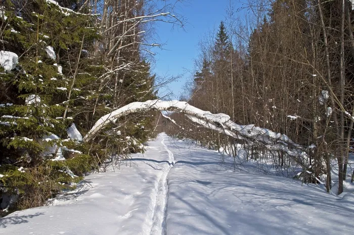 Framed Print : Clearing with ski track in winter forest Framed Print : Clearing with ski track in winter forest