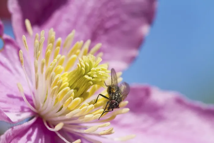 Framed Print : Clematis flower with a Fly perched closeup Framed Print : Clematis flower with a Fly perched closeup