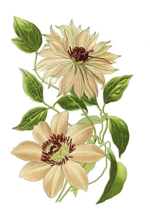 Framed Print : Clematis var aureliana, var Sophia Framed Print : Clematis var aureliana, var Sophia