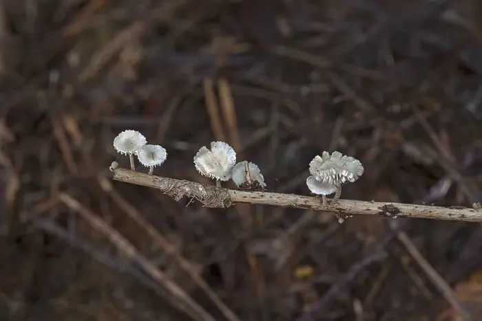 Framed Print : Clerine tree mushrooms on a scrawny branch