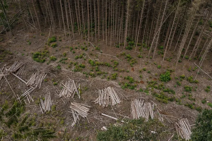 Framed Print : Climate change is fueling the death of spruce and pine forests in Germany Framed Print : Climate change is fueling the death of spruce and pine forests in Germany