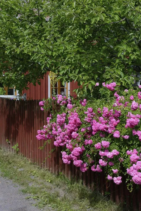 Framed Print : Climbing roses with garden fence
