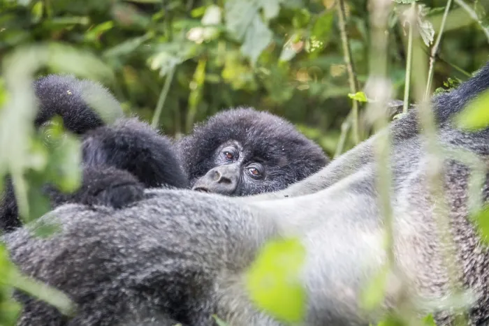 Framed Print : Close up of a baby Mountain gorilla in the Virunga National Park