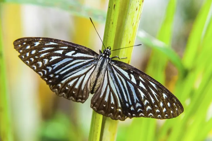 Framed Print : Close up of beautiful butterfly with outstretched wings on green plant