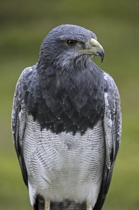 Framed Print : Close up of Black-chested buzzard-eagle (Geranoaetus melanoleucus)