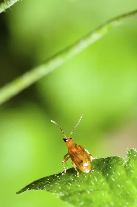 Framed Print : Close up Cucurbit Beetle or Aulacophora Indica on a green leaf is preparing to soar forward